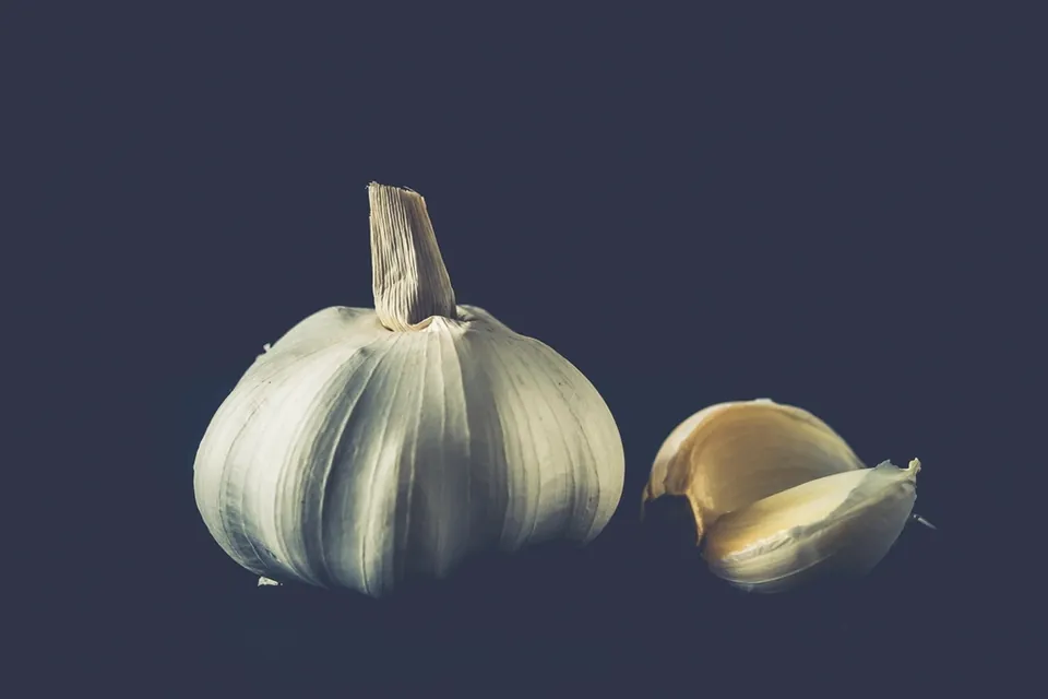 A whole garlic bulb and two cloves against a dark blue background